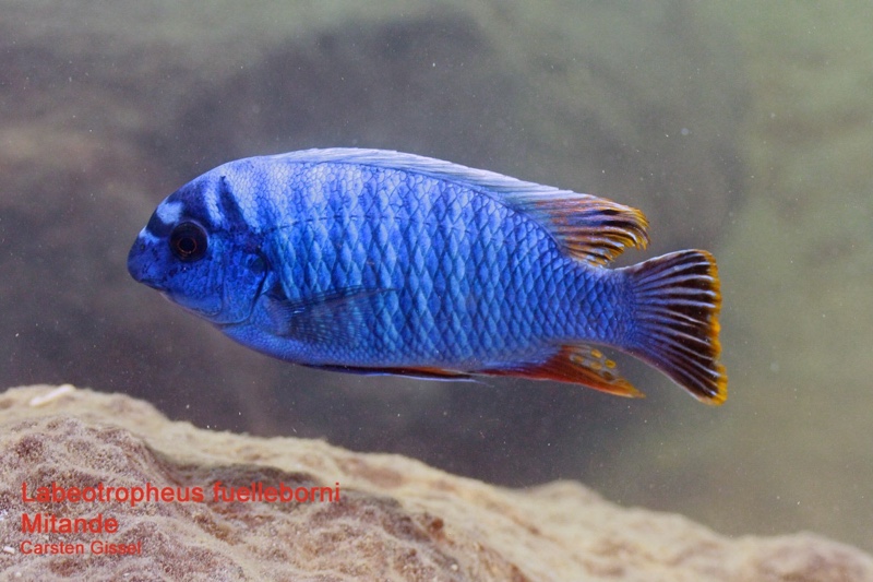 Labeotropheus fuelleborni 'Mitande Reef (Rocks)'